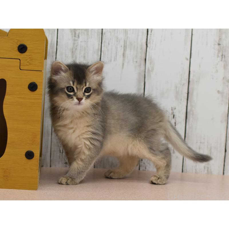 販売中の大阪府のソマリ-139824の5枚目