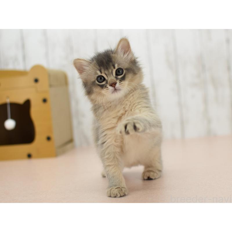 販売中の大阪府のソマリ-139824の4枚目