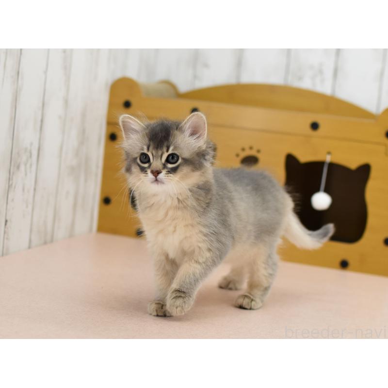 販売中の大阪府のソマリ-139824の2枚目