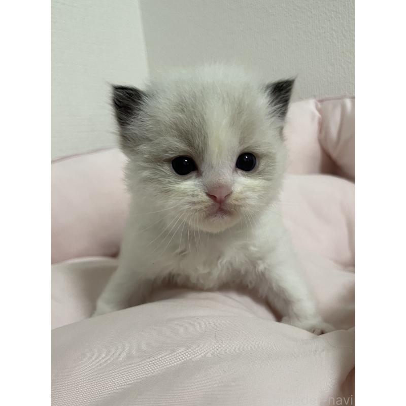 販売中の千葉県のラグドール-139827の3枚目