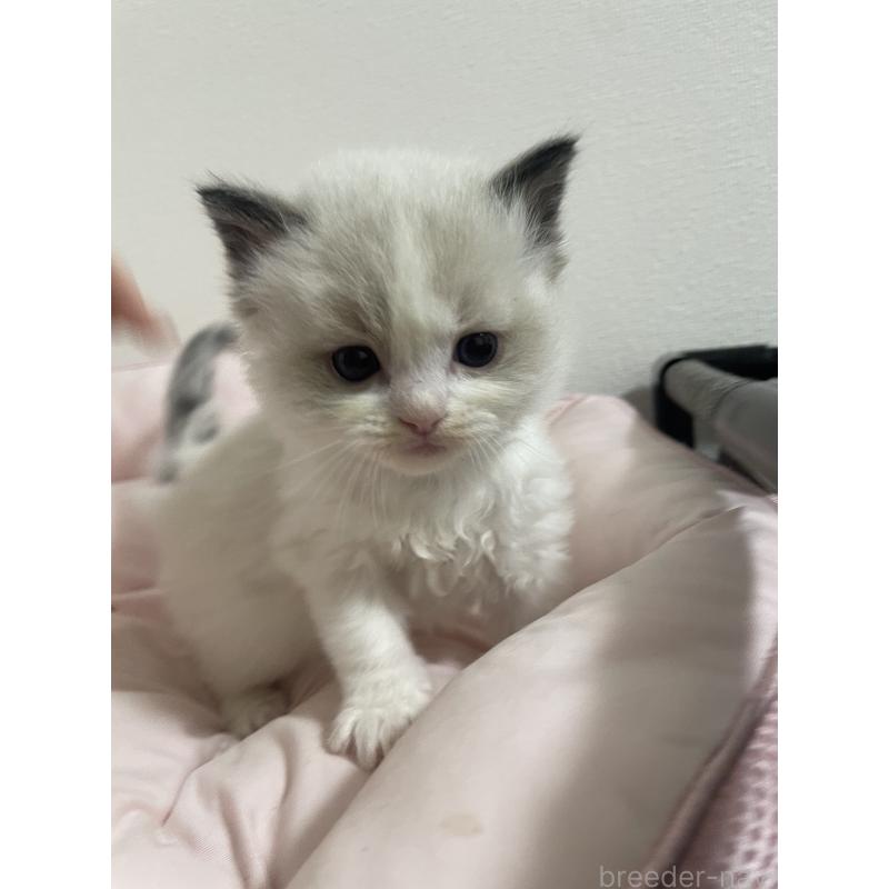 販売中の千葉県のラグドール-139827の2枚目