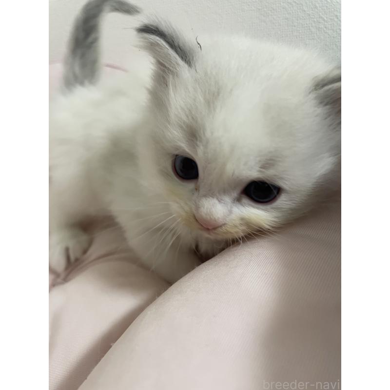 販売中の千葉県のラグドール-139828の3枚目