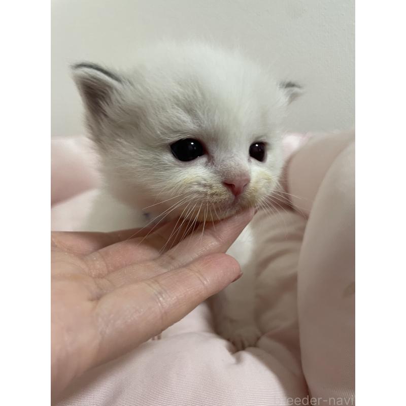 販売中の千葉県のラグドール-139828の2枚目