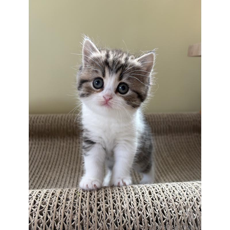 販売中の埼玉県のブリティッシュショートヘア-139829の1枚目