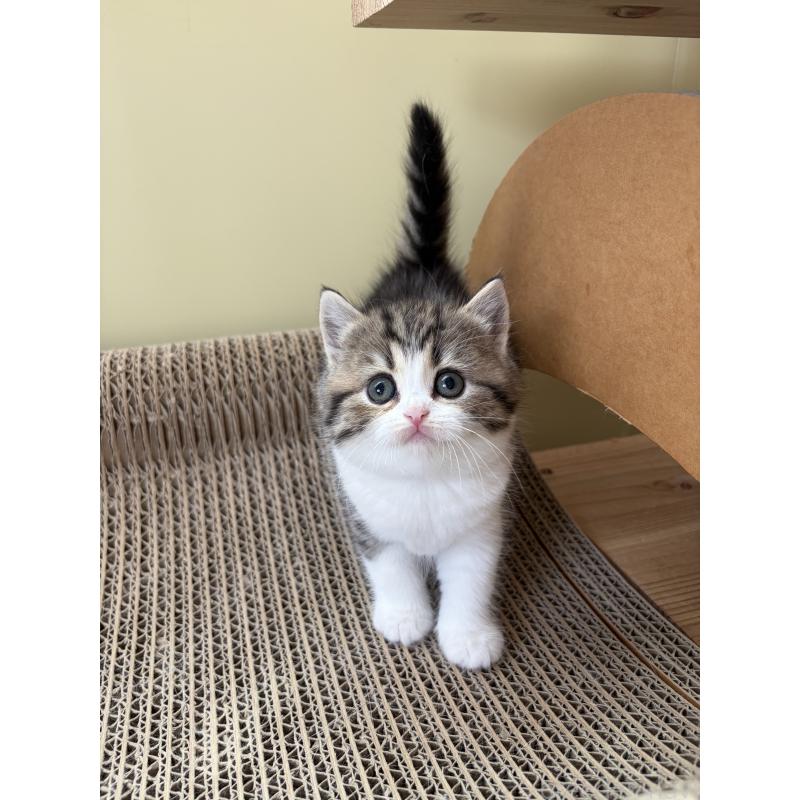 販売中の埼玉県のブリティッシュショートヘア-139829の6枚目