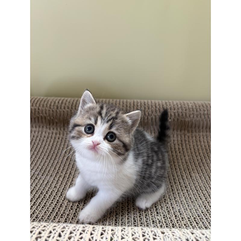 販売中の埼玉県のブリティッシュショートヘア-139829の5枚目