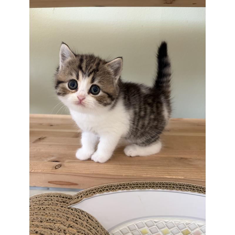 販売中の埼玉県のブリティッシュショートヘア-139829の4枚目