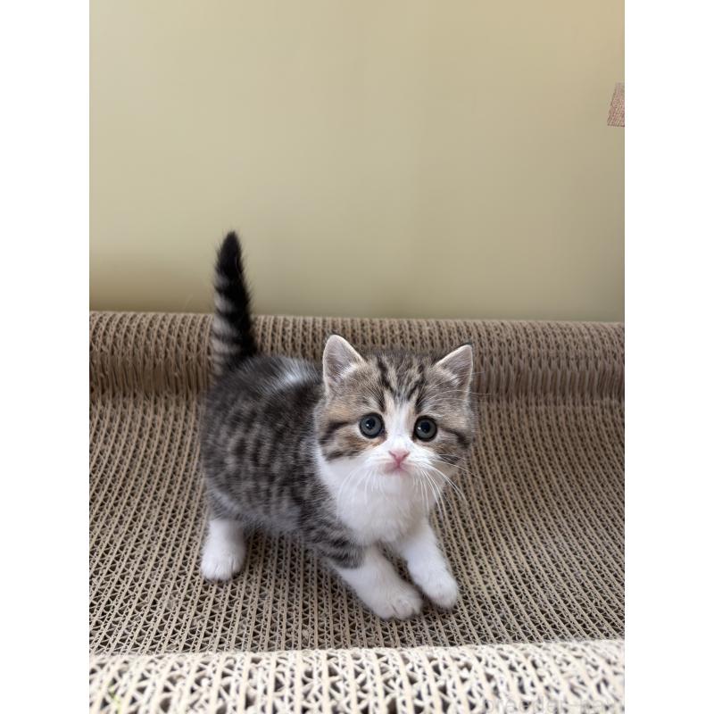 販売中の埼玉県のブリティッシュショートヘア-139829の3枚目