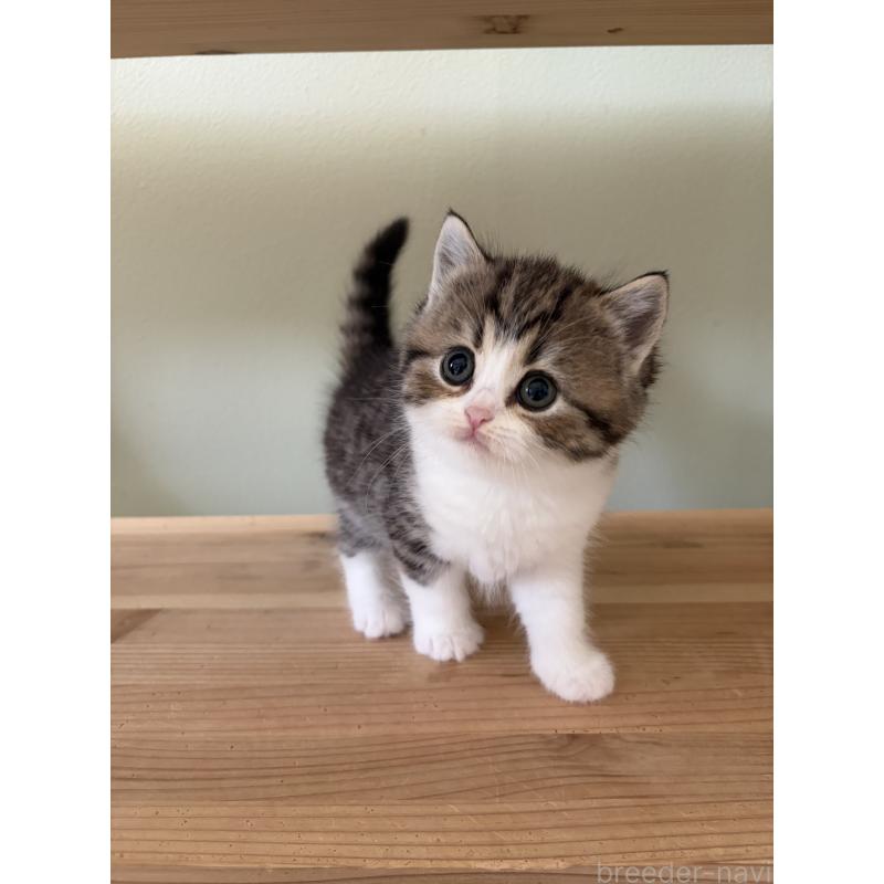 販売中の埼玉県のブリティッシュショートヘア-139829の2枚目