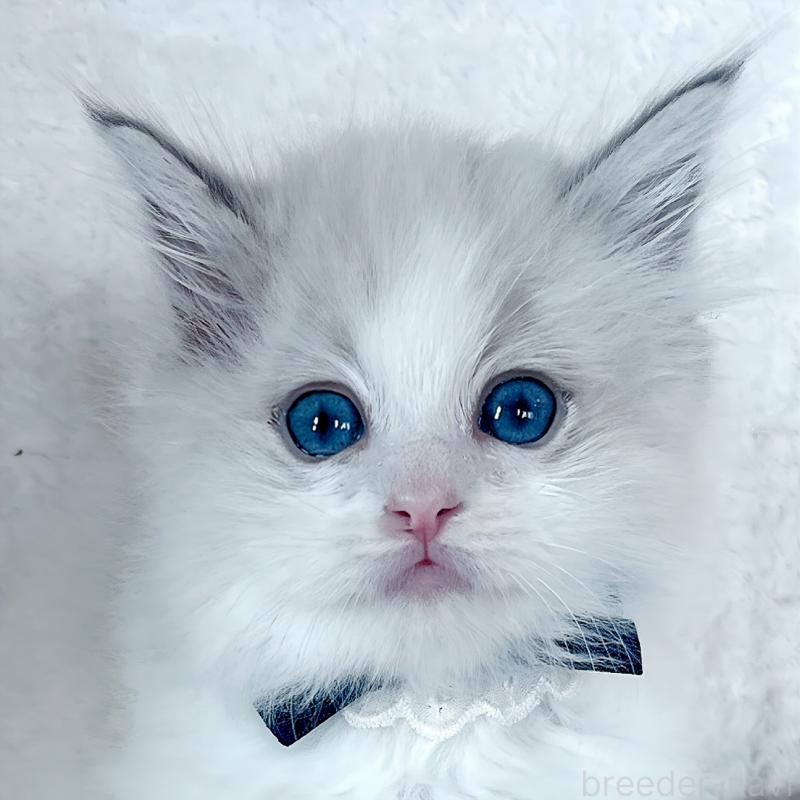 販売中の福島県のラグドール-139830