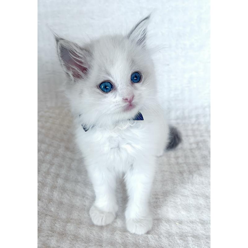 販売中の福島県のラグドール-139830の5枚目