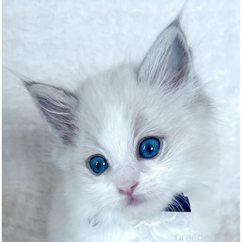 販売中の福島県のラグドール-139830の4枚目