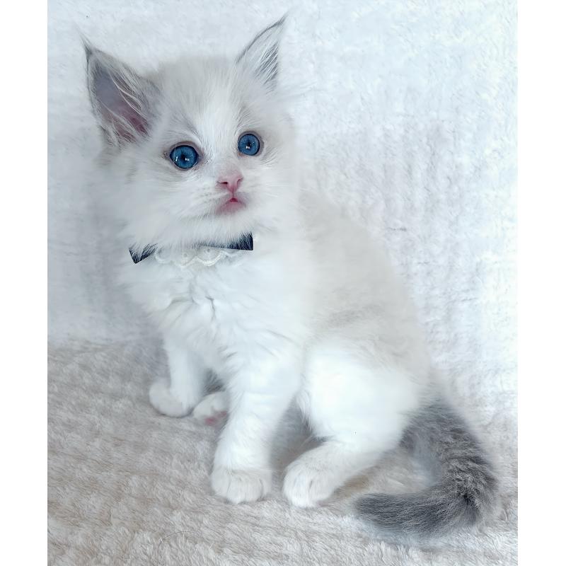 販売中の福島県のラグドール-139830の3枚目