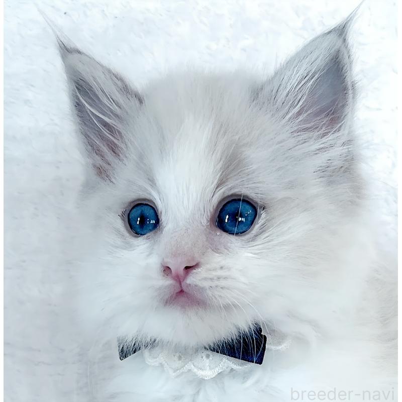 販売中の福島県のラグドール-139830の2枚目