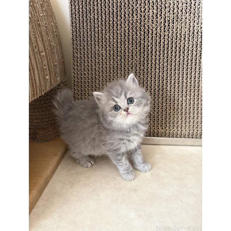 販売中の埼玉県のブリティッシュロングヘア-139831