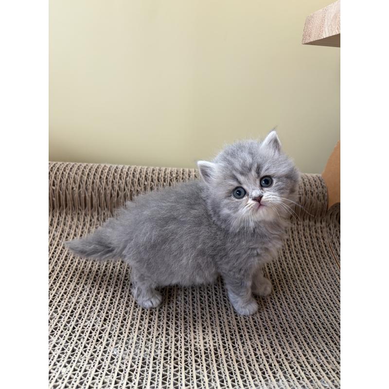 販売中の埼玉県のブリティッシュロングヘア-139831の5枚目