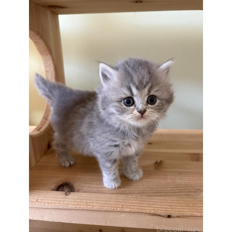 販売中の埼玉県のブリティッシュロングヘア-139831の4枚目