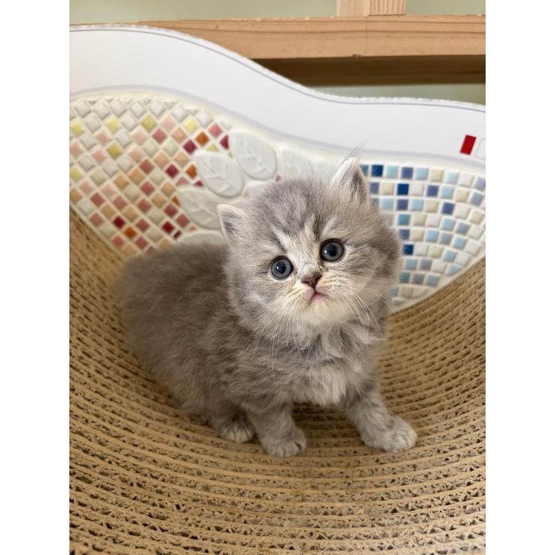 販売中の埼玉県のブリティッシュロングヘア-139831の3枚目