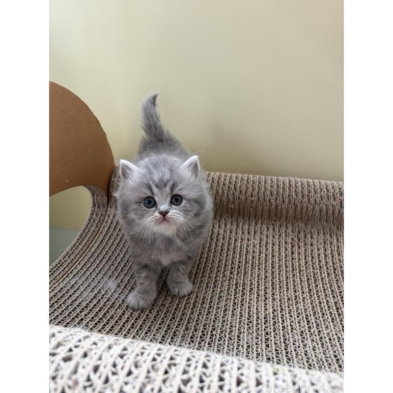 販売中の埼玉県のブリティッシュロングヘア-139831の2枚目