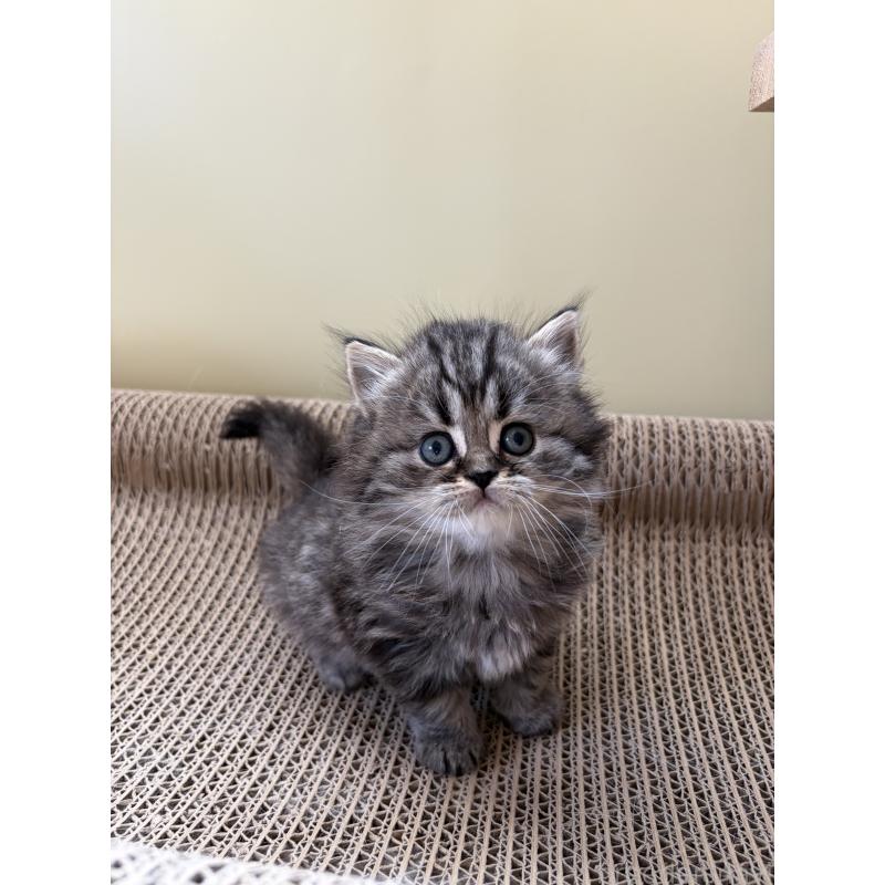 販売中の埼玉県のブリティッシュロングヘア-139832