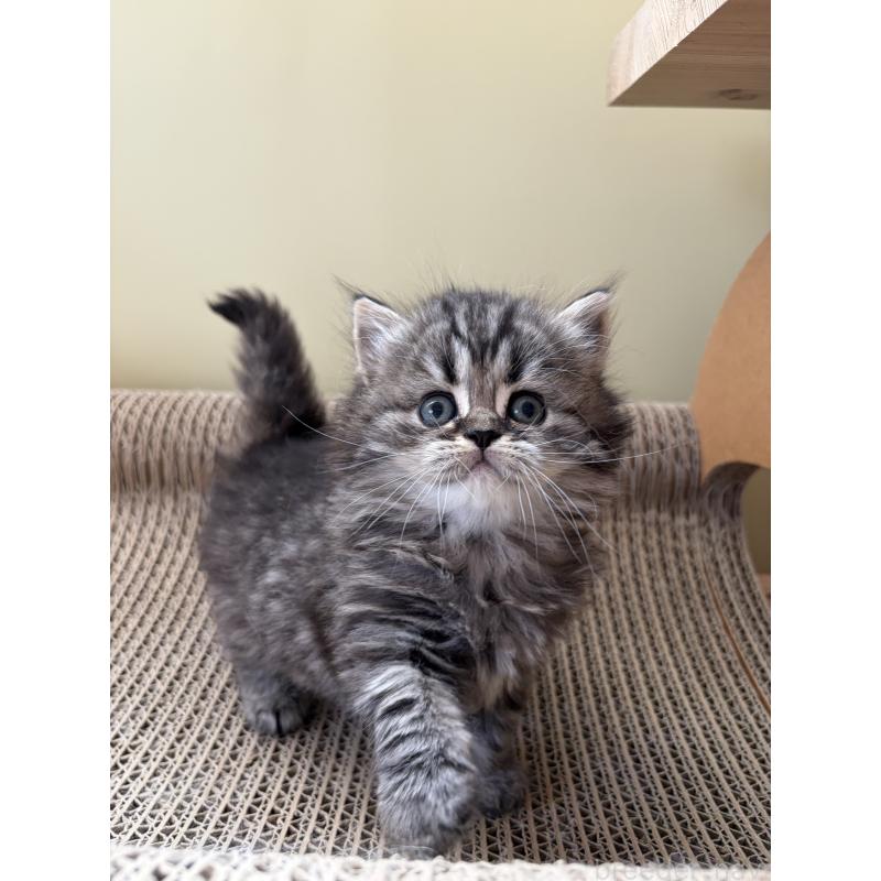 販売中の埼玉県のブリティッシュロングヘア-139832の7枚目