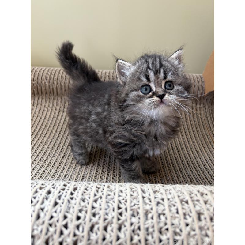 販売中の埼玉県のブリティッシュロングヘア-139832の5枚目