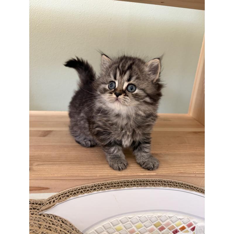 販売中の埼玉県のブリティッシュロングヘア-139832の3枚目