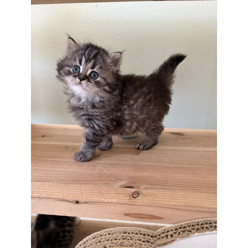 販売中の埼玉県のブリティッシュロングヘア-139832の2枚目