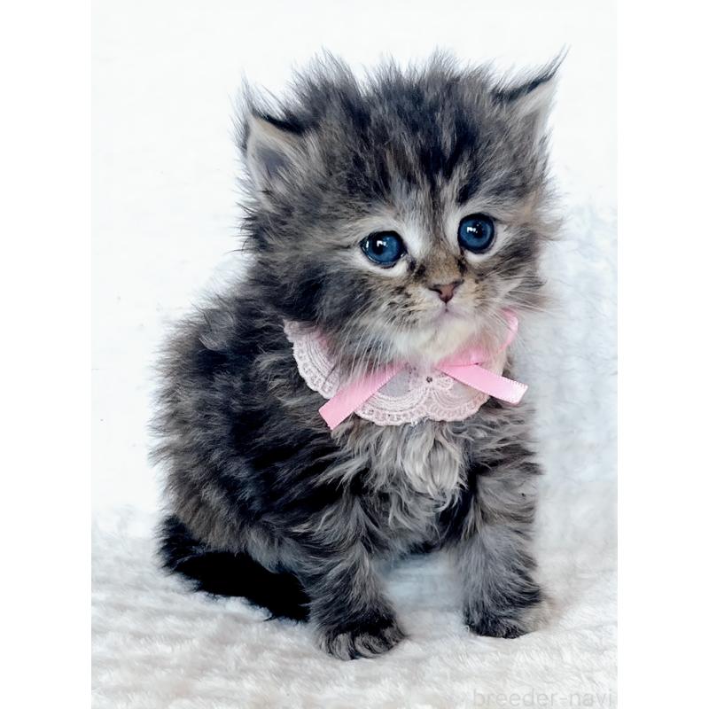 販売中の福島県のマンチカン-139833の5枚目