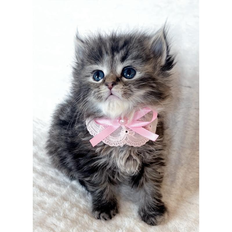 販売中の福島県のマンチカン-139833の4枚目