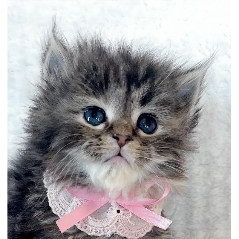 販売中の福島県のマンチカン-139833の3枚目