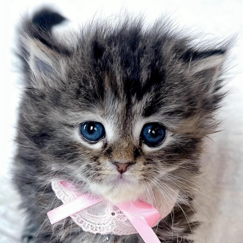 販売中の福島県のマンチカン-139833の1枚目