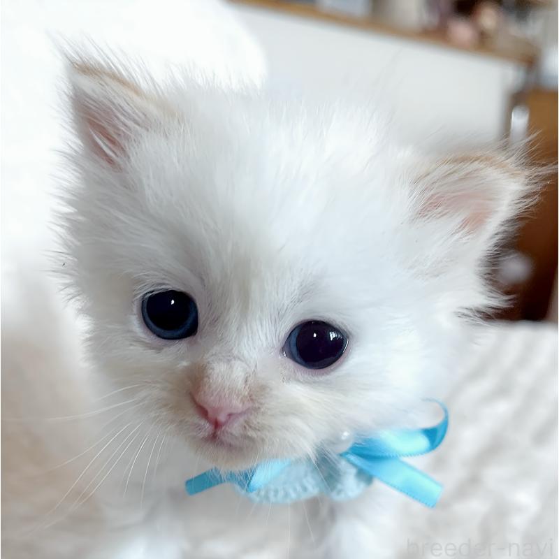 販売中の福島県のマンチカン-139834の5枚目