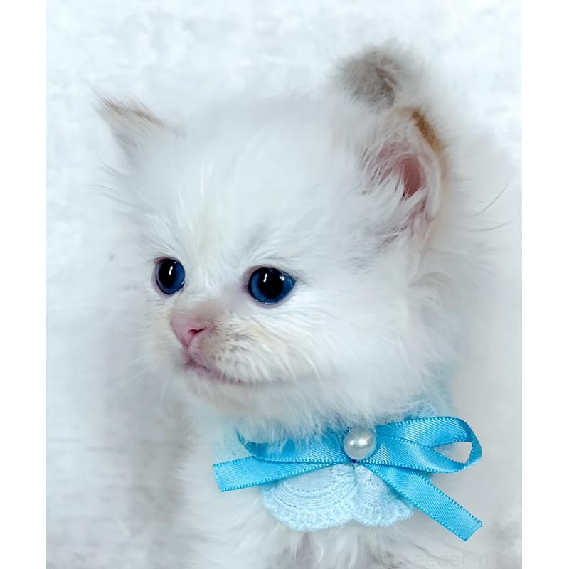 販売中の福島県のマンチカン-139834の4枚目