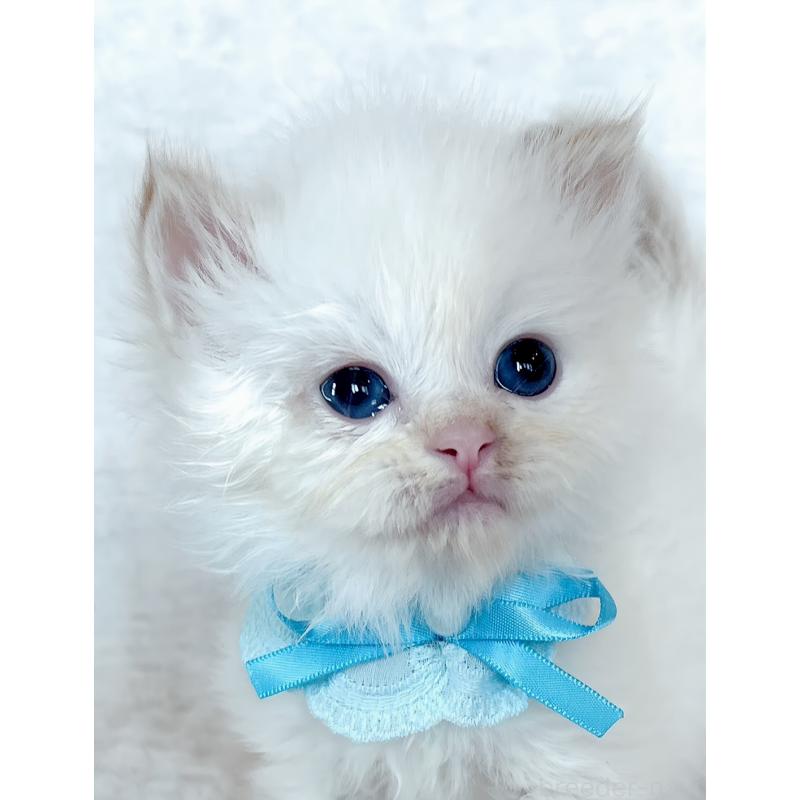 販売中の福島県のマンチカン-139834の3枚目