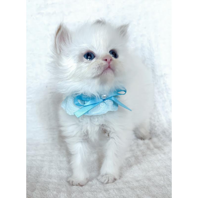 販売中の福島県のマンチカン-139834の2枚目