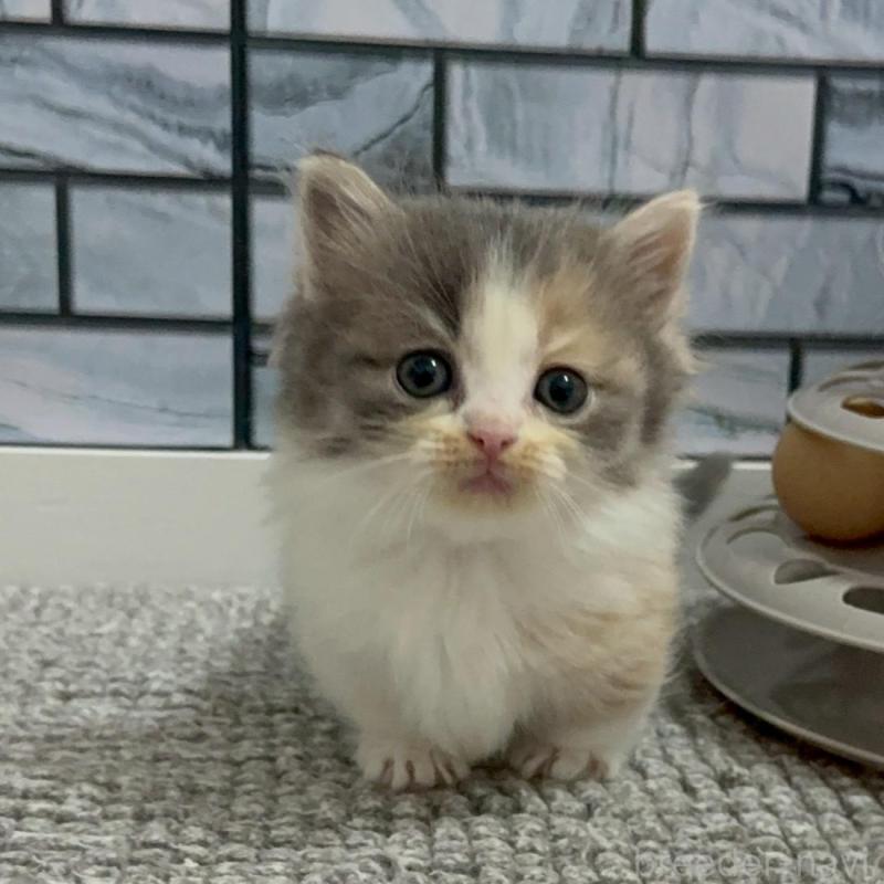 販売中の福岡県のマンチカン(短足)-139892の5枚目