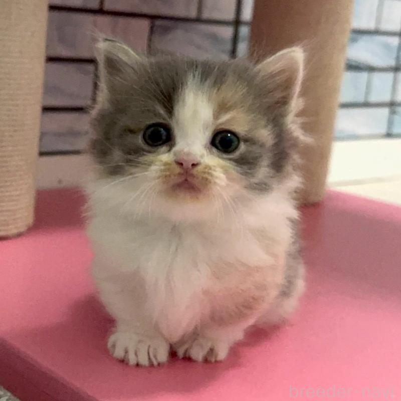 販売中の福岡県のマンチカン(短足)-139892