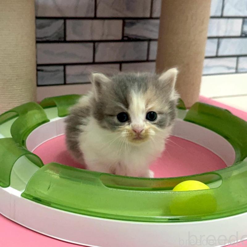 販売中の福岡県のマンチカン(短足)-139892の4枚目