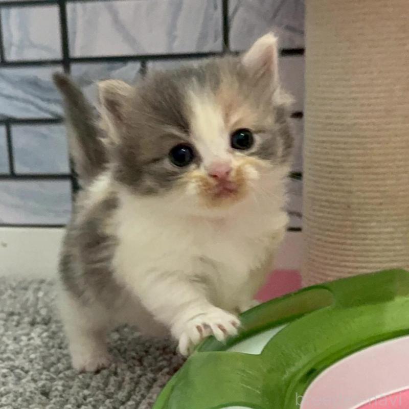 販売中の福岡県のマンチカン(短足)-139892の3枚目