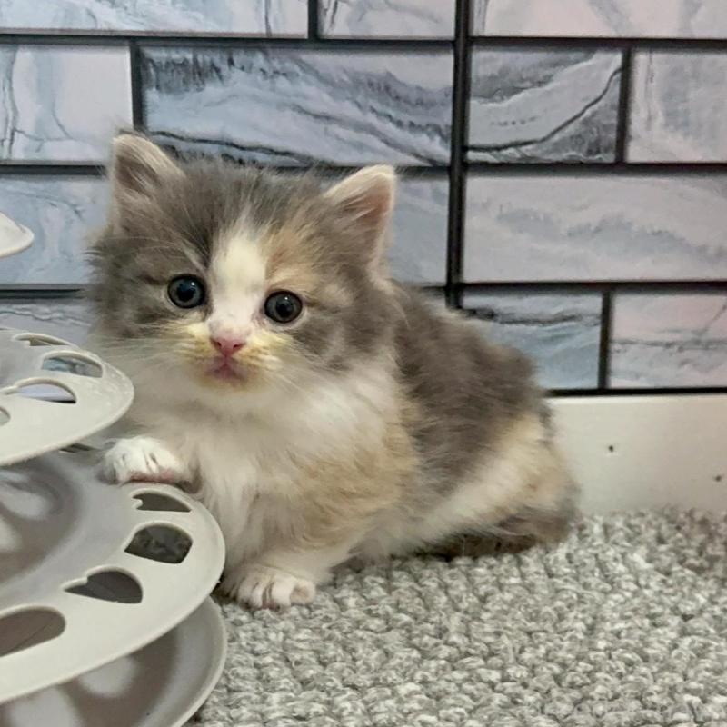 販売中の福岡県のマンチカン(短足)-139892の2枚目