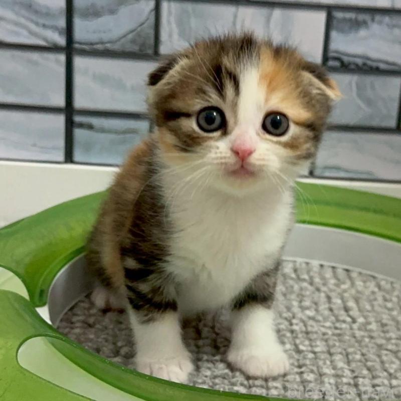 販売中の福岡県のマンチカン-139893の1枚目