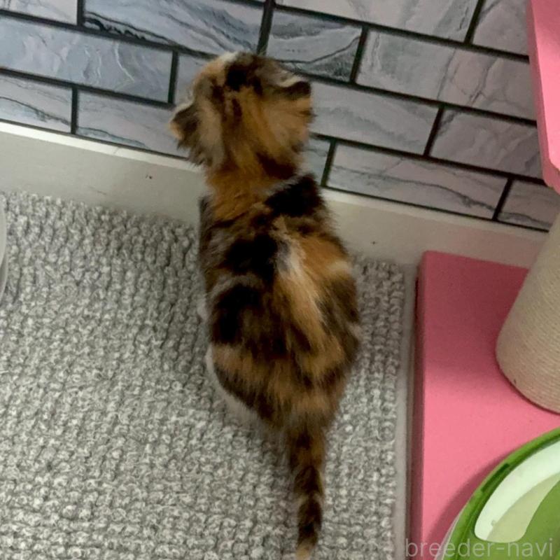 販売中の福岡県のマンチカン-139893の4枚目