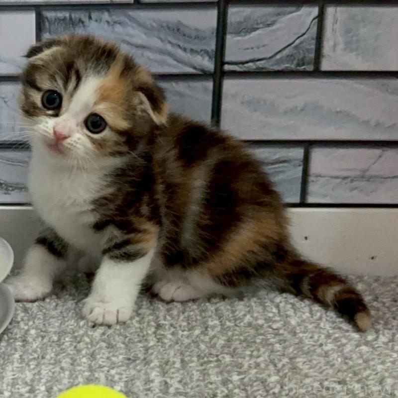 販売中の福岡県のマンチカン-139893の3枚目