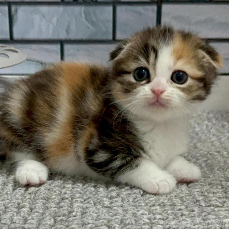 販売中の福岡県のマンチカン-139893の2枚目