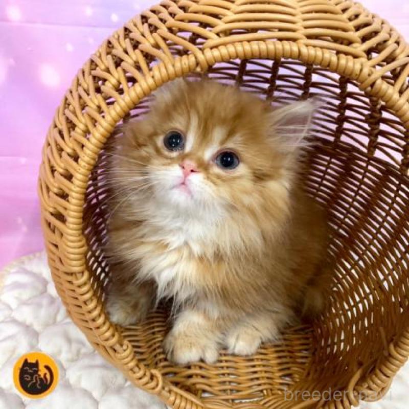 販売中の大阪府のマンチカン(短足)-139894