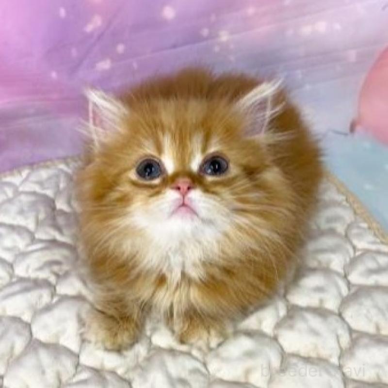 販売中の大阪府のマンチカン(短足)-139894の6枚目