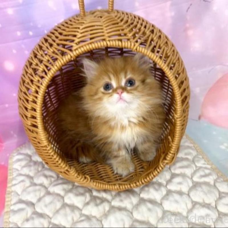 販売中の大阪府のマンチカン(短足)-139894の5枚目