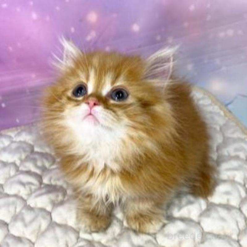 販売中の大阪府のマンチカン(短足)-139894の4枚目