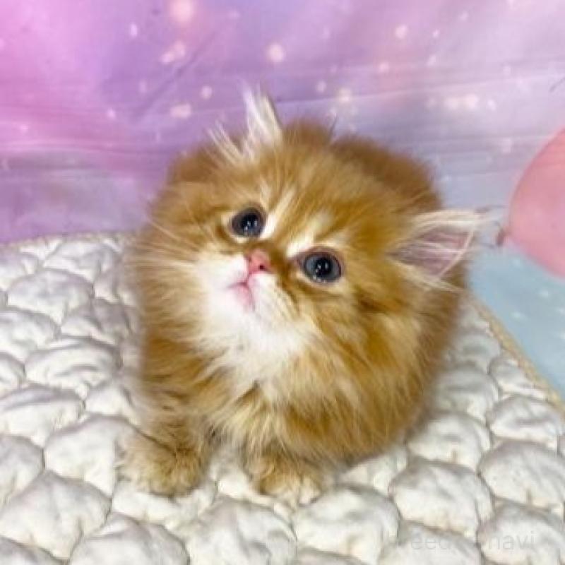 販売中の大阪府のマンチカン(短足)-139894の3枚目